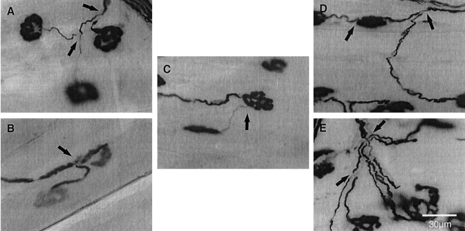 Fig. 8.