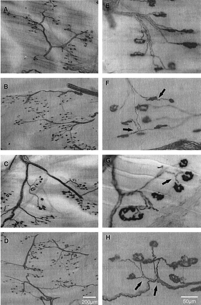 Fig. 9.