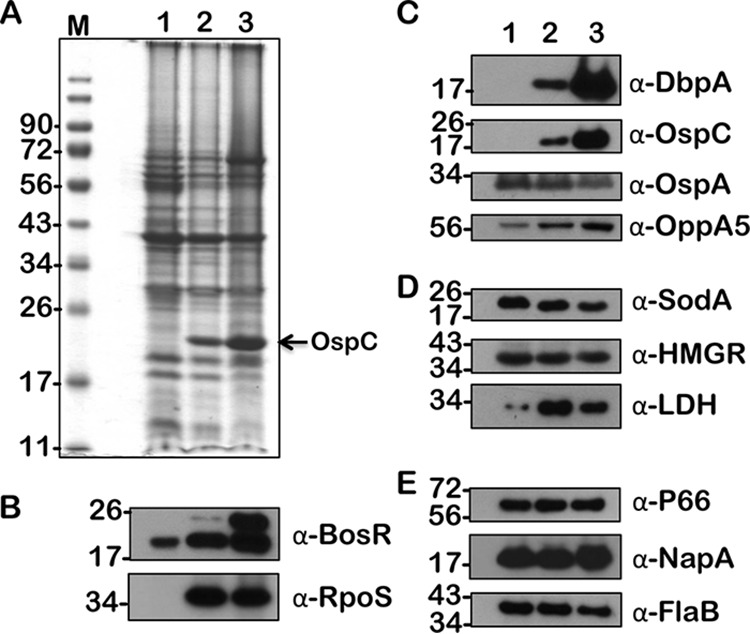 FIG 8