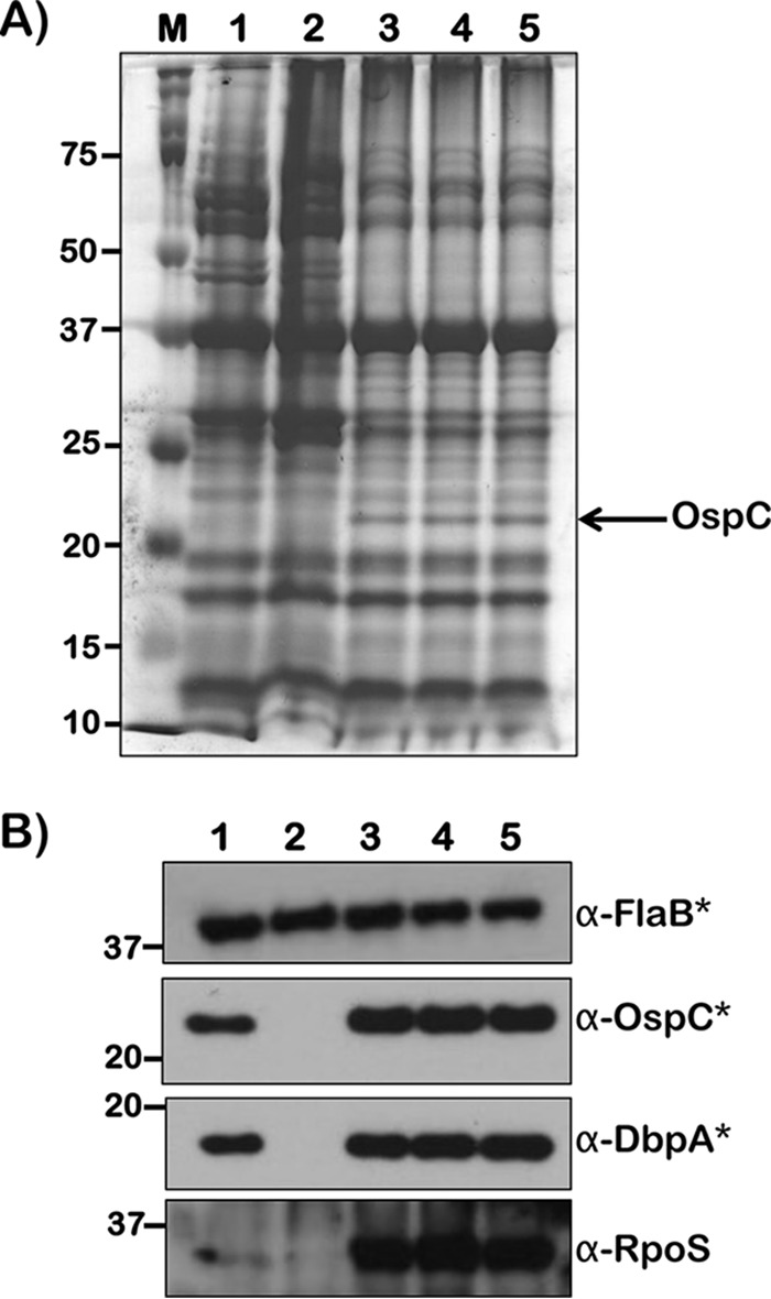 FIG 15