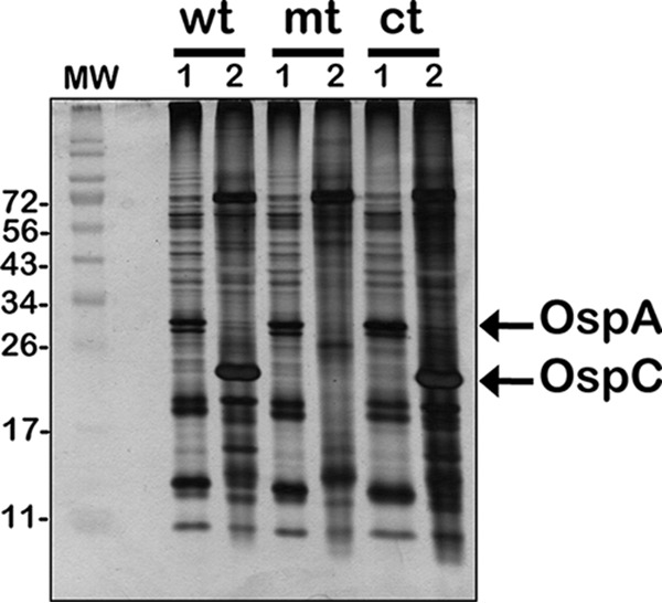 FIG 1