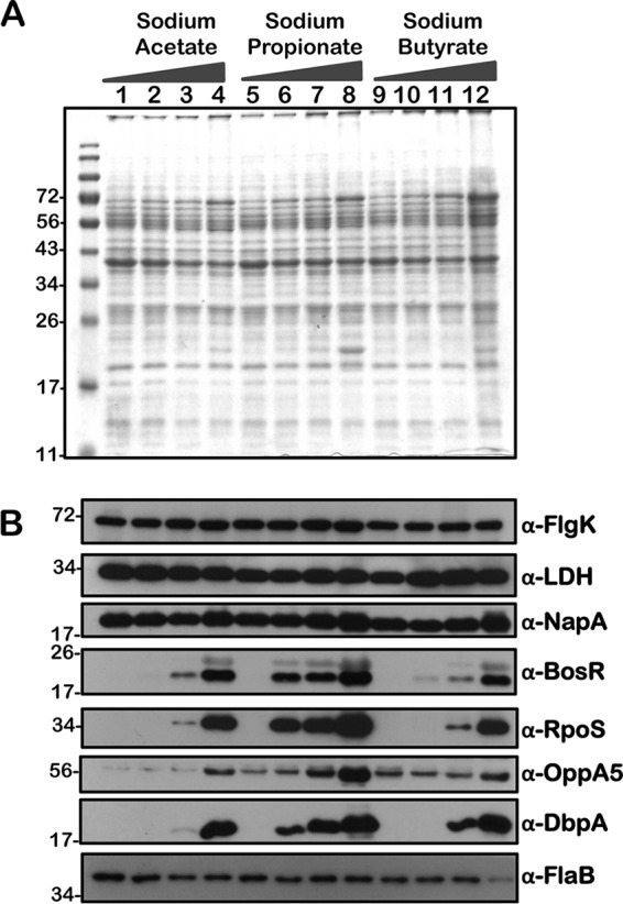 FIG 12