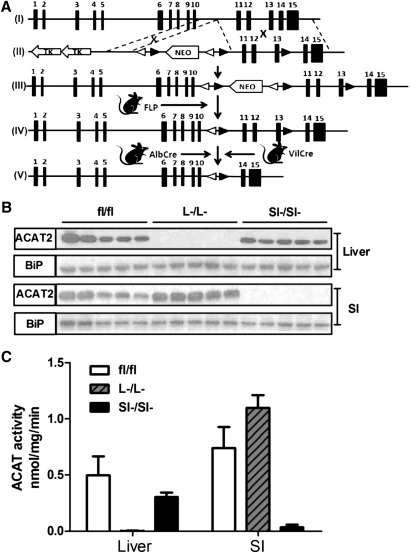 Fig.1.