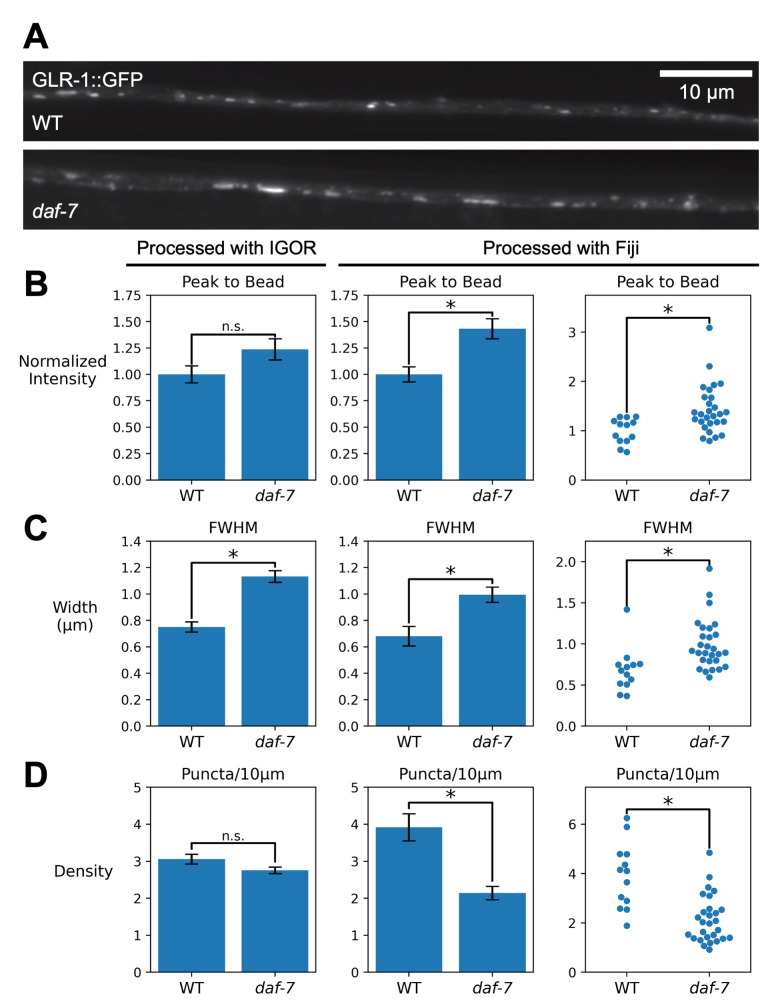 Figure 1. Comparison of quantification of GLR-1::GFP puncta using Igor and Fiji software