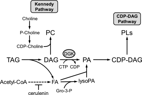 FIGURE 1.