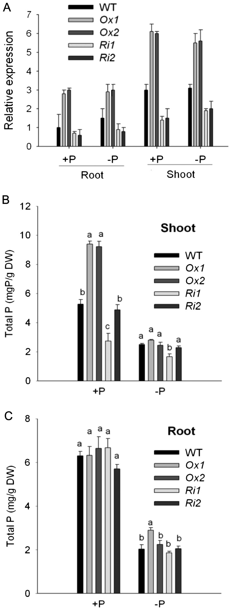 Figure 3.