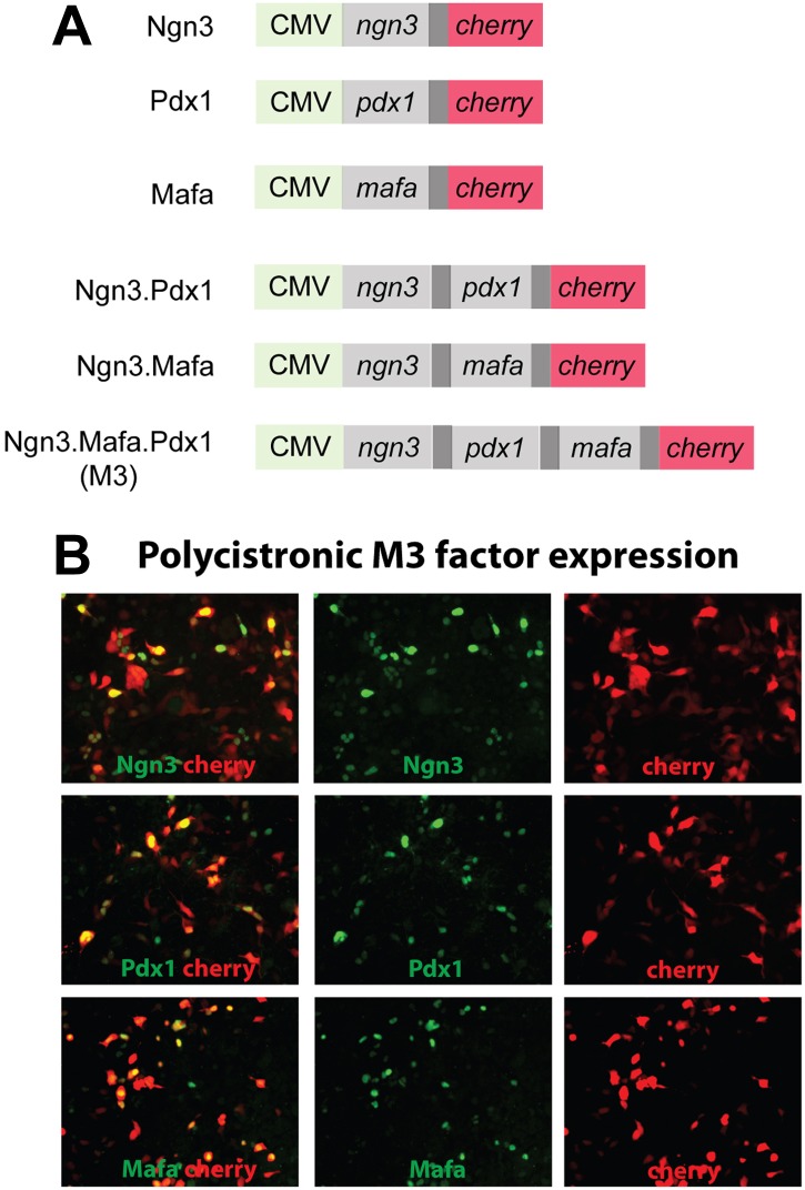 Figure 1—figure supplement 1.