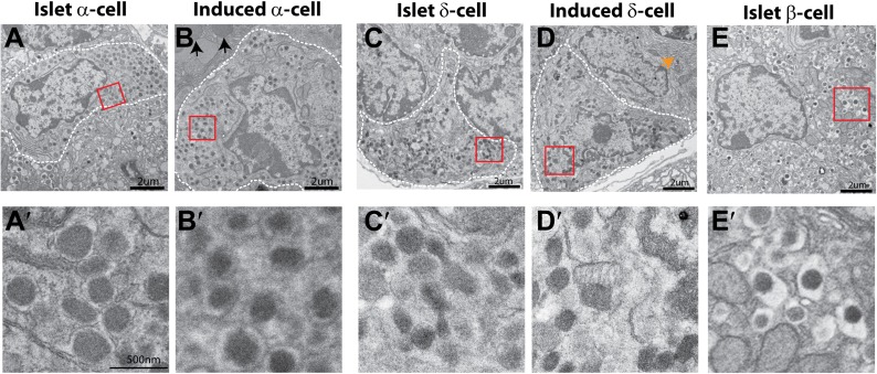 Figure 2—figure supplement 2.