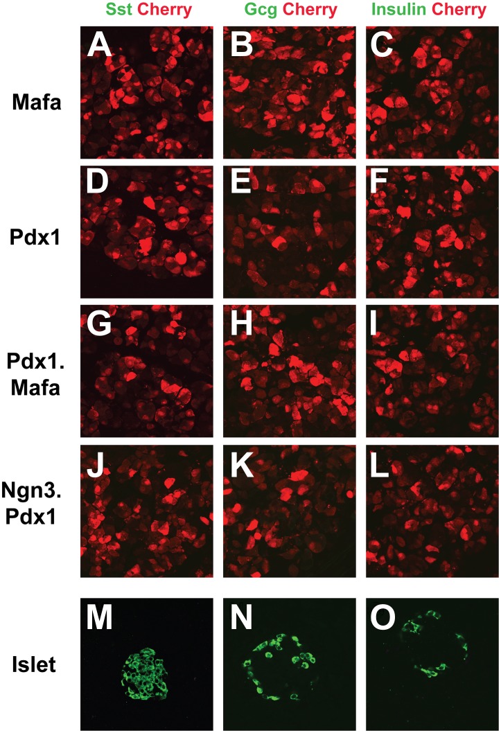 Figure 1—figure supplement 2.