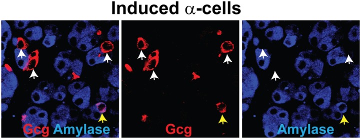 Figure 3—figure supplement 4.