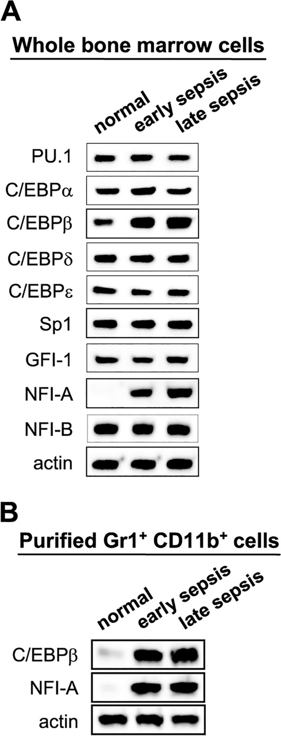 FIG 5