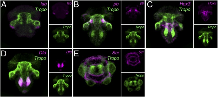 Fig. 3.