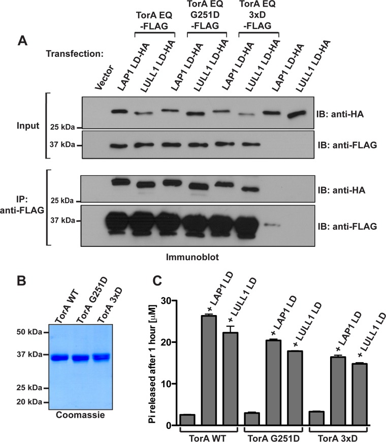 FIGURE 2: