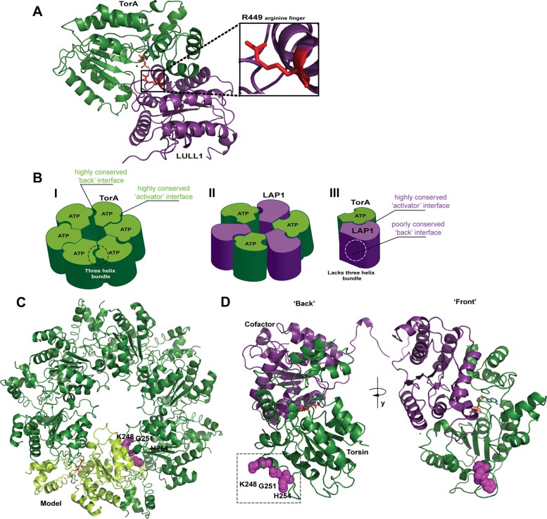 FIGURE 1: