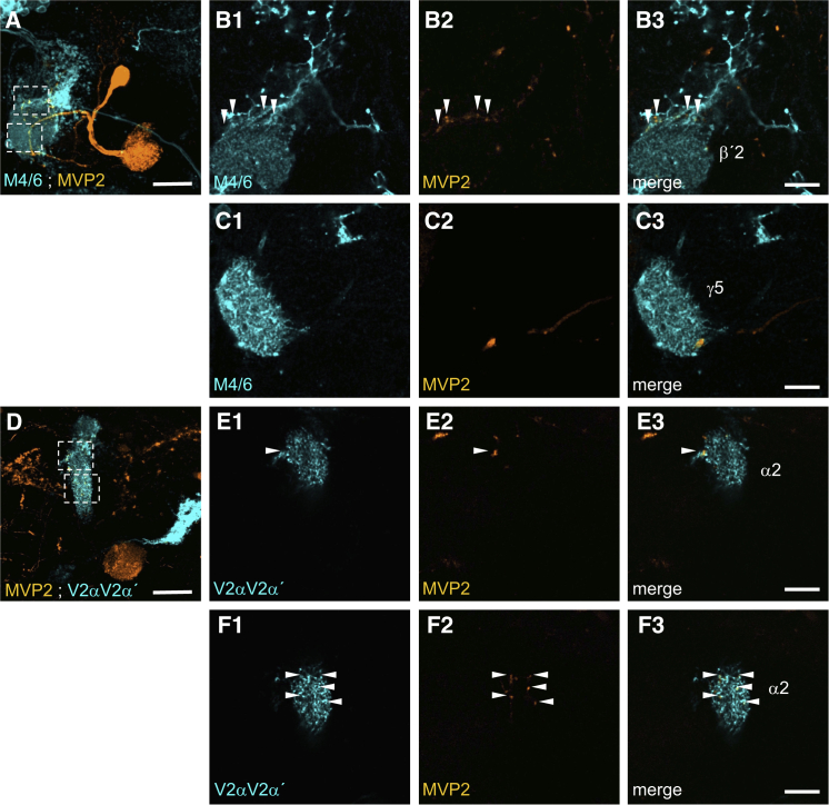 Figure 3