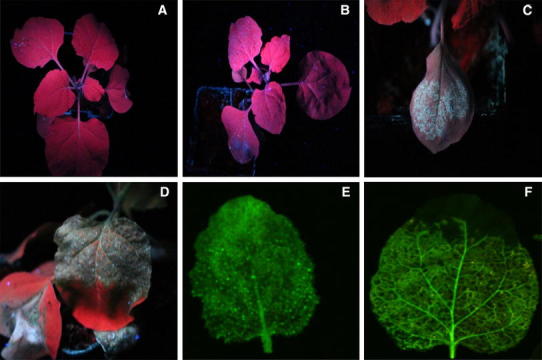 Fig. 1