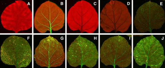 Fig. 3