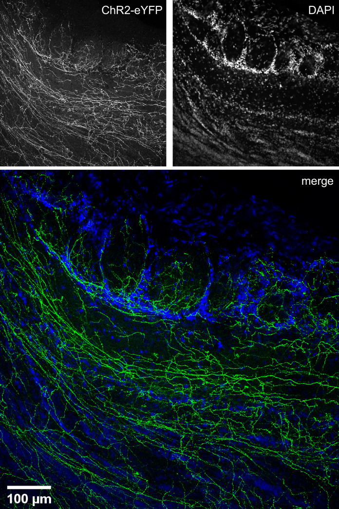 Figure 2—figure supplement 1.