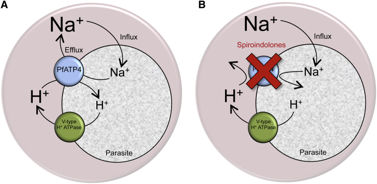 Figure 6