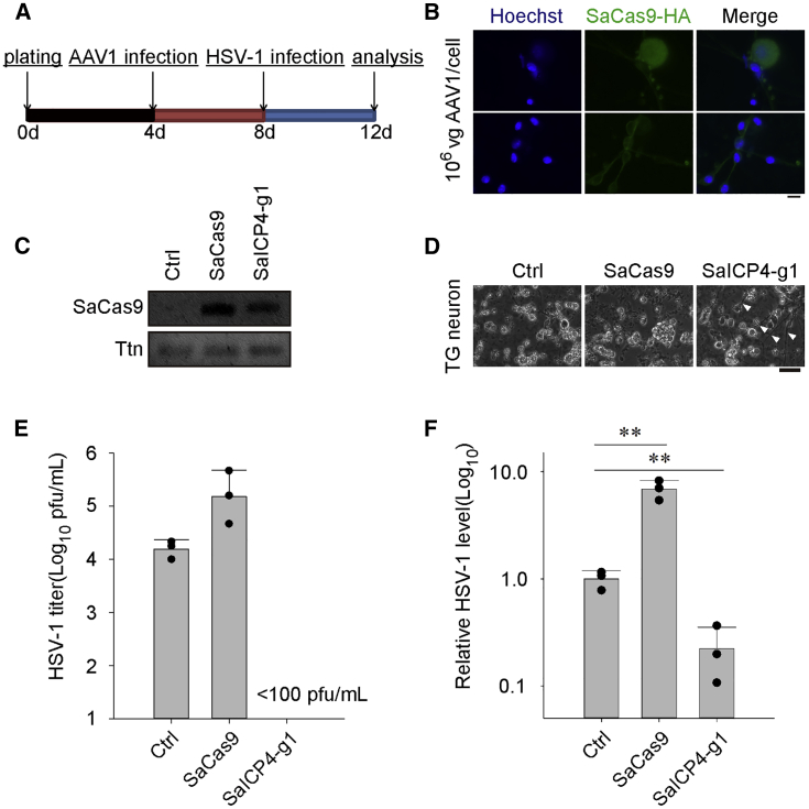 Figure 6