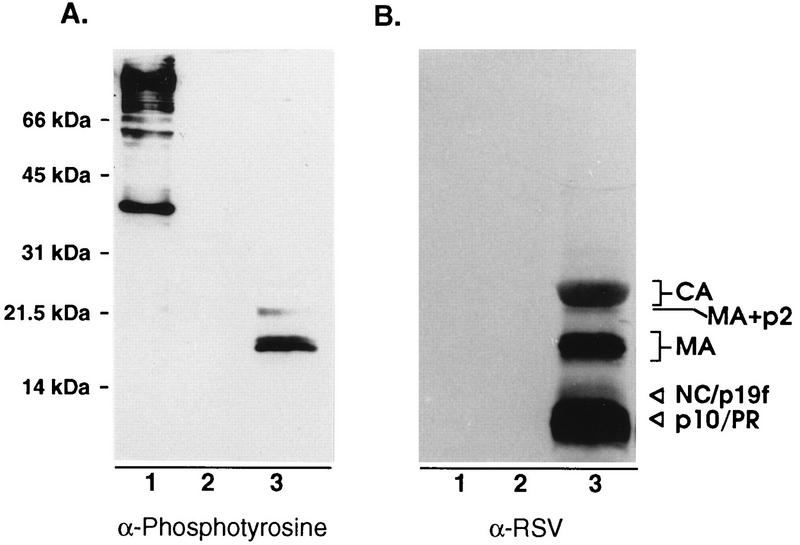 FIG. 6