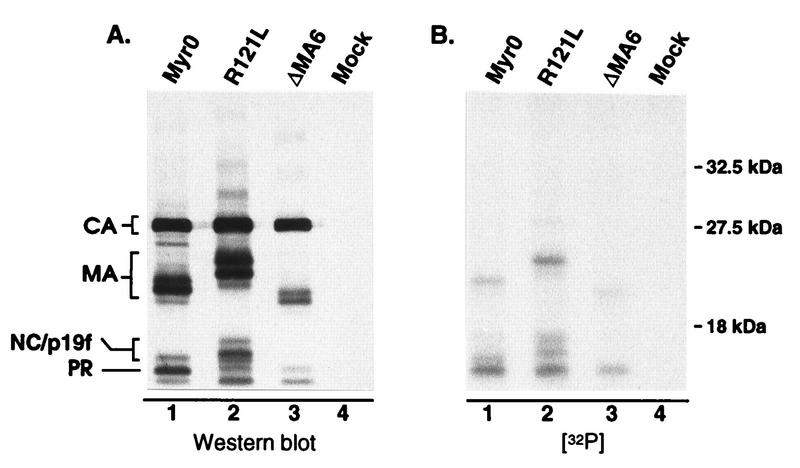 FIG. 5