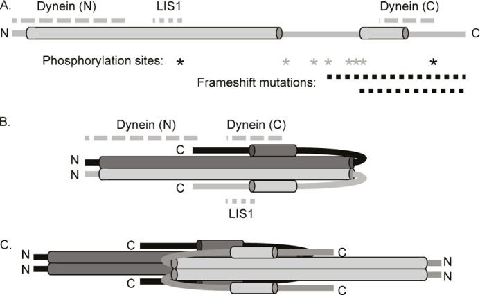 FIGURE 7.