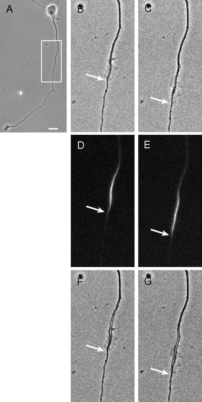 Figure 10.