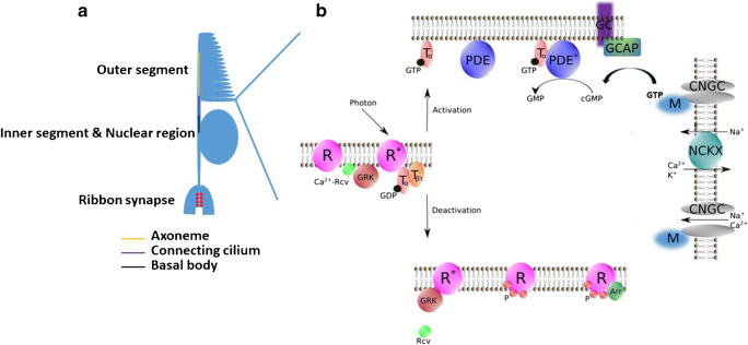 Fig. 2