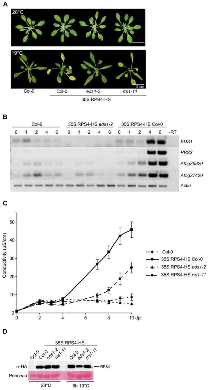 FIGURE 4