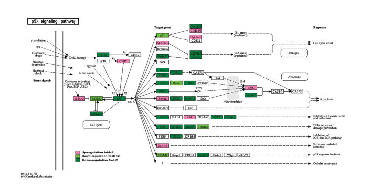 Supplementary Figure S1