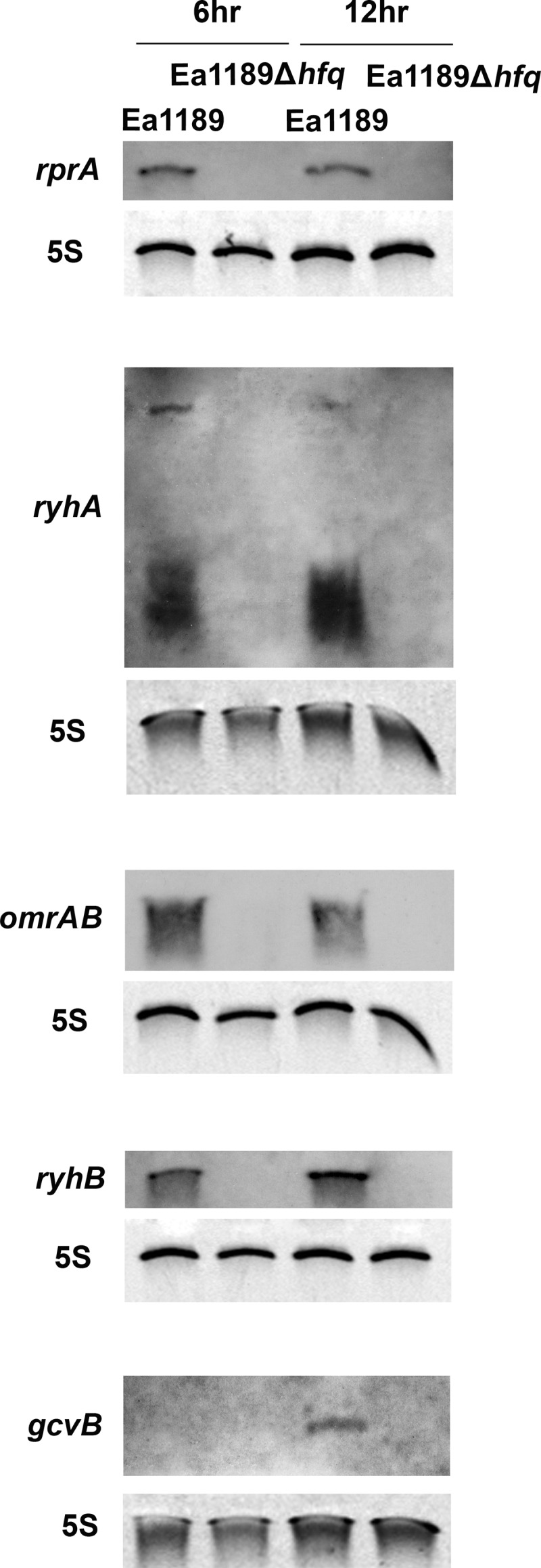 Fig 7