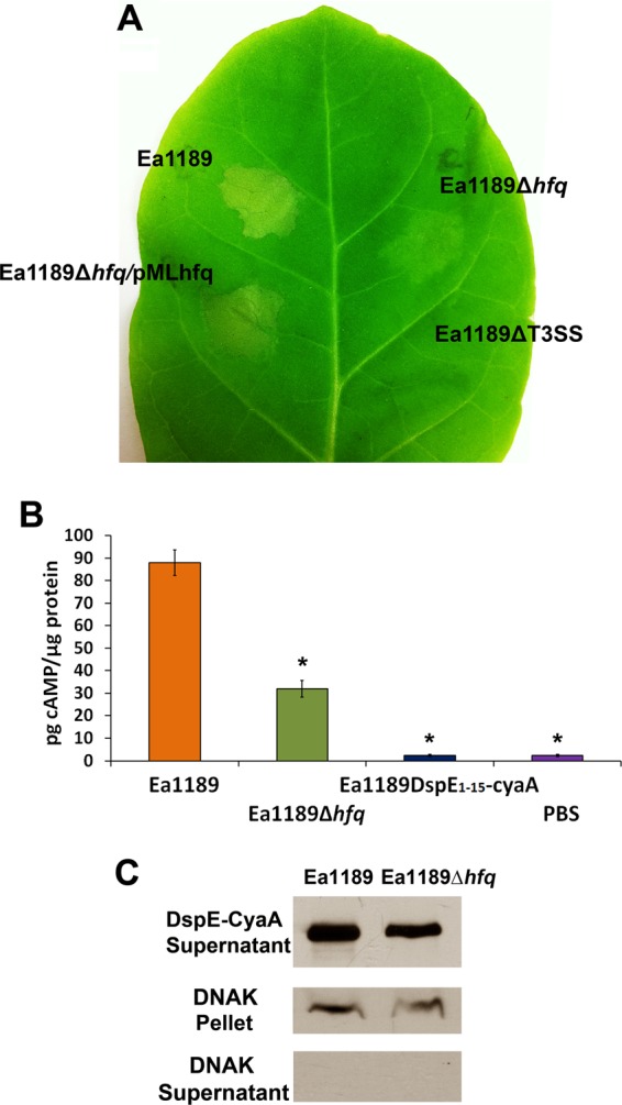 Fig 5