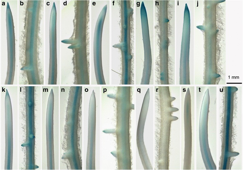 Fig. 8