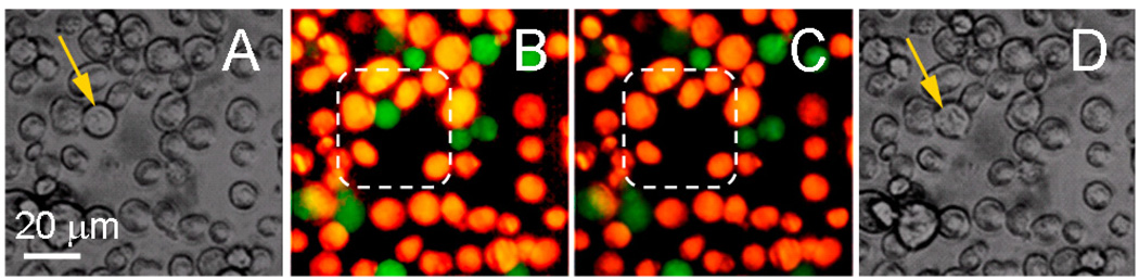 Figure 11