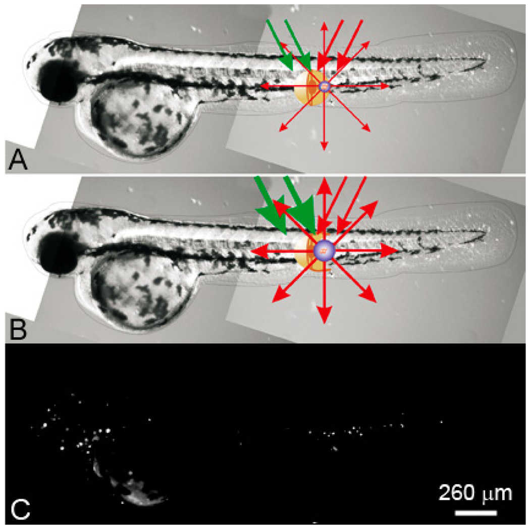 Figure 18