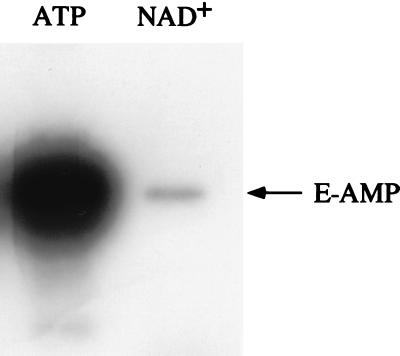 FIG. 8