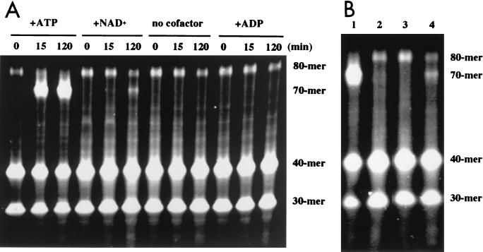 FIG. 7