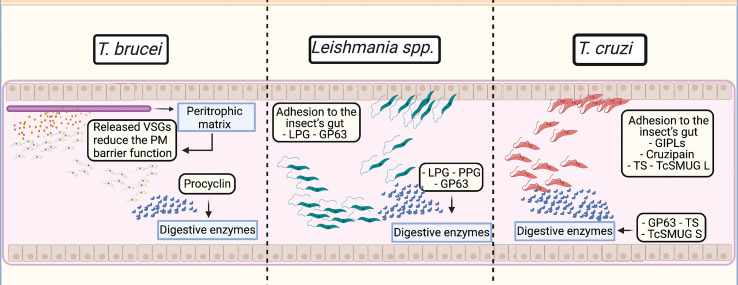 Figure 1