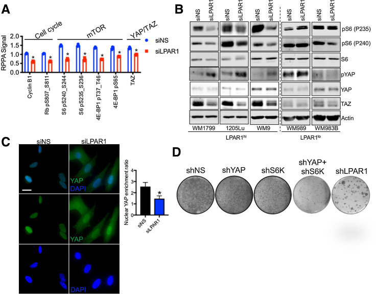 Figure 5. mTOR and YAP are downstream effectors of the LPAR1-axis. A, WM9 cells were transfected with siNS or siLPAR1 for 48 hours. Protein lysate was analyzed by RPPA. Shown are the proteins most significantly altered. B, A panel of LPAR1lo and LPAR1hi melanoma cell lines was transfected with siNS or siLPAR1 for 48 hours. Protein lysate was immunoblotted to validate findings in A. C, Immunostaining of YAP in WM9 cells transfected with siNS or siLPAR1 using an anti-YAP antibody (green); nuclei were stained with DAPI (blue). Right, ratio of YAP localized to the nucleus was quantified. D, WM9 cells expressing shNS, shYAP, shS6K, shYAP+shS6K, or shLPAR1 were grown for 3 weeks in long-term colony formation assays and subsequently stained with crystal violet. An unpaired two-tailed t test was used for all studies.