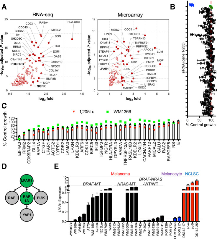 Figure 1. Transcriptome juxtaposition and targeted screens identify LPAR1. A, Volcano plot for genes selected from RNA-seq and microarray data. Highlighted are best novel genes enriched in melanoma and NCLSC cultures relative to melanocytes by fold change and Padjusted (for RNA-seq: P < 10–10 or fold < 4, for microarrays: P < 10–6 or fold < 4). B, Scatter plot showing the averaged results of the targeted siRNA screen in 1205Lu and WM1366 cells. The x-axis represents the normalized growth and the y-axis represents each individual gene from 1–253. Four individual siRNAs against each gene were used. The blue dots represent the siEIF4A3 and the green dots represent nonspecific siRNAs as negative control. C, The top 30 genes identified in the primary screen were used for the secondary screen. D, Ingenuity Pathway Analysis of the top 30 genes in the screen identifies the LPAR1-RAP1A axis as the most significant network among the gene candidates. E, Relative gene expression levels of LPAR1 in melanoma, NCLSC, and melanocytes assayed by qRT-PCR. Biological replicates (n = 3) for each condition are included.