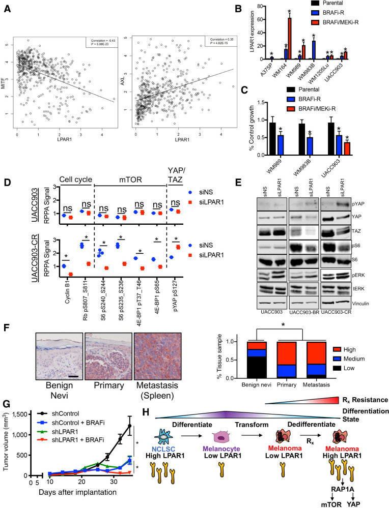 Figure 6. LPAR1 promotes intrinsic and acquired resistance to targeted therapy. A, A scatterplot was generated to examine the correlation between LPAR1 and MITF, as well as the correlation between LPAR1 and AXL using gene expression data in TCGA. A line of best fit is shown. B, Relative gene expression levels of LPAR1 were assessed by quantitative PCR in a panel of paired melanoma cell lines that were therapy naïve, or developed acquired resistance to BRAF inhibition or combination BRAF/MEK inhibition. n = 3; ANOVA with post hoc Holm-Sidak multiple comparisons test was applied. *, Holm-Sidak multiple comparisons Padjusted < 0.05. C, Melanoma cells was transfected with siNS or siLPAR1 for 96 hours, followed by the cell proliferation MTT assay, n = 3. ANOVA with post hoc Holm-Sidak multiple comparisons test was applied. *, Holm-Sidak multiple comparisons Padjusted < 0.05. D, UACC903 and UACC903CR cells were transfected with siNS or siLPAR1 for 48 hours. Lysate was analyzed by RPPA and shown are the proteins most significantly altered in UACC903CR (LPAR1hi) versus parental UACC903 (LPAR1lo) cells. E, Western blotting validation of lysate from UACC903, UACC903BR, and UACC903CR cells treated as in D. F, IHC for LPAR1 staining in patient-derived tissue. Quantification of 61 tissues is shown to the right. Red, LPAR1 staining. Fisher exact test was used to compare percentage of tissue samples by the LPAR1 staining level. G, Tumor volumes from WM9 xenografts infected with lentiviral constructs expressing shCon or shLPAR1 were treated with vehicle control or PLX4032 (25 mg/kg/day, chow). *, P < 0.05. n = 10 mice/arm. The tumors in the shLPAR1 + BRAFi arm are statistically smaller than all other arms. The tumors in the shControl + BRAFi arm and the shLPAR1 arm are both statistically smaller than the tumors in the shControl arm. H, Schematic illustration of LPAR1 expression fluctuation with differentiation status of melanoma cells. Under targeted therapy, LPAR1lo cells undergo dedifferentiation to a LPAR1hi, NCSC-like state that is resistant to targeted therapy via elevated LPAR1→RAPGEF5→RAP1A→mTOR/YAP activity. An unpaired two-tailed t test was used for two group comparisons, unless otherwise stated.