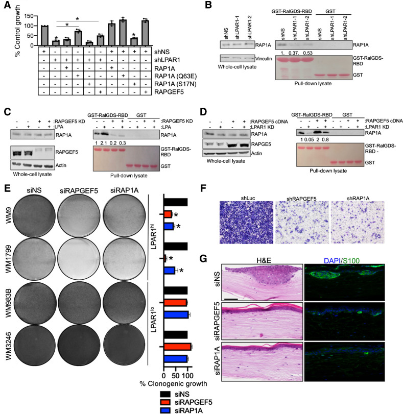 Figure 4. LPA regulates LPAR1 signaling through a RAPGEF5-RAP1A-axis. A, MTT assay was performed in WM9 LPAR1 knockdown cells as well as in LPAR1 knockdown cells with the expression of RAP1A (Q63E, constitutively active mutant), RAP1A (S17N, inactive mutant), overexpression of RAP1A (wt) or RAPGEF5. n = 3; ANOVA with post hoc Holm-Sidak multiple comparisons test were applied. *, Holm-Sidak multiple comparisons Padjusted < 0.05; error bars, SD. B, GST-tagged RalGDS-RBD was conjugated on Glutathione Sepharose 4B and incubated with WM9 cells infected with shLuc, shLPAR1-1, or shLPAR1-2. C and D, GSTtagged RalGDS-RBD was conjugated on Glutathione Sepharose 4B and incubated with WM9 cells with the addition of LPA followed by the knockdown of RAPGEF5 (C) or the overexpression of RAPGEF5 followed by the knockdown of LPAR1 (D). E, Melanoma cell lines were transfected with siNS, siRAPGEF5, or siRAP1A and grown for 3 weeks in long-term colony formation assays. Cells were subsequently stained with crystal violet and imaged, n = 3. ANOVA with post hoc Holm-Sidak multiple comparisons test was applied. *, Holm-Sidak multiple comparisons Padjusted < 0.05; error bars, SD. F, Transwell invasion assay (with Matrigel coating) was performed in WM9 cell lines infected with shNS, shRAPGEF5, or shRAP1A. G, WM9 cells transfected with siNS, siRAPGEF5, or siRAP1A were used to make skin reconstructs. S100, green; DAPI, blue. Scale bar for hematoxylin and eosin (H&E) staining, 50 μm. Scale bar for immunofluorescence staining, 20 μm.