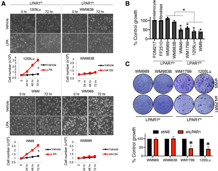 Figure 2. LPAR1 promotes melanoma and NCLSC survival. A, 1205Lu, WM9, WM989, and WM983B cells were seeded in 6-well plates, serum starved for 24 hours, and then treated with LPA (10 μmol/L, 0–72 hours). Cell numbers were quantified for LPA or vehicle-treated cells (n = 3). Student t test; *, P < 0.05. Error bars, SD. B, Melanoma cells, melanocytes, and fibroblasts were transfected with control siNS or siLPAR1 and incubated for 96 hours, followed by the cell proliferation MTT assay. n = 3; *, P < 0.05, all statistics compared proliferation between siNS or siLPAR1 for each respective cell line. C, Melanoma cells were infected with lentiviral constructs expressing control shNS or shLPAR1 and grown for 3 weeks. Cells were stained with crystal violet; n = 3.