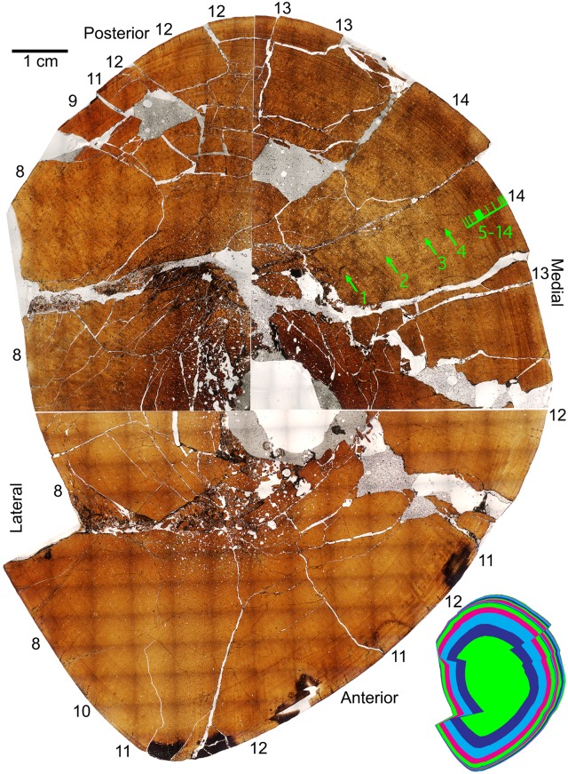 Fig 24