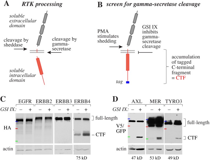 FIGURE 1: