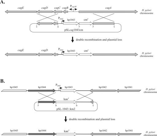 FIG. 1.