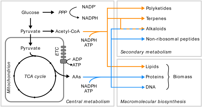 Fig. 1