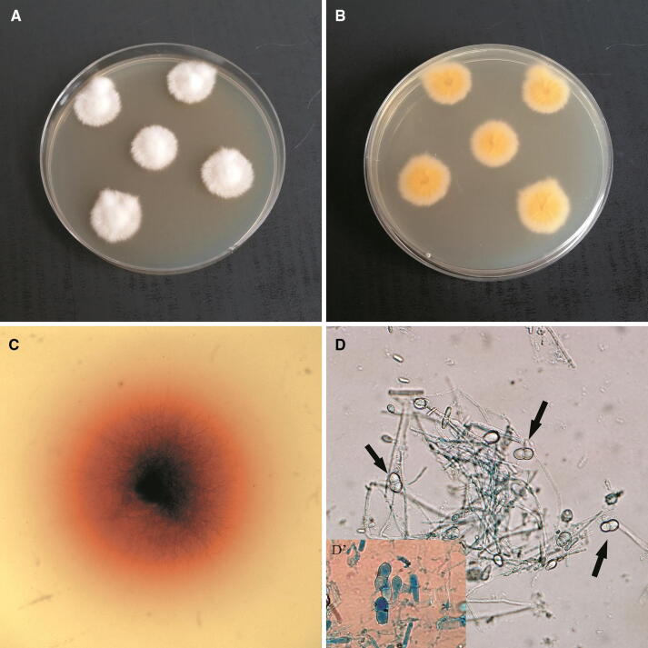 Fig. 2