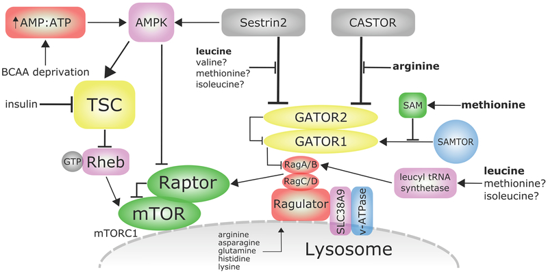 Figure 2: